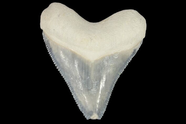 Fossil Megalodon Tooth - Florida #103354